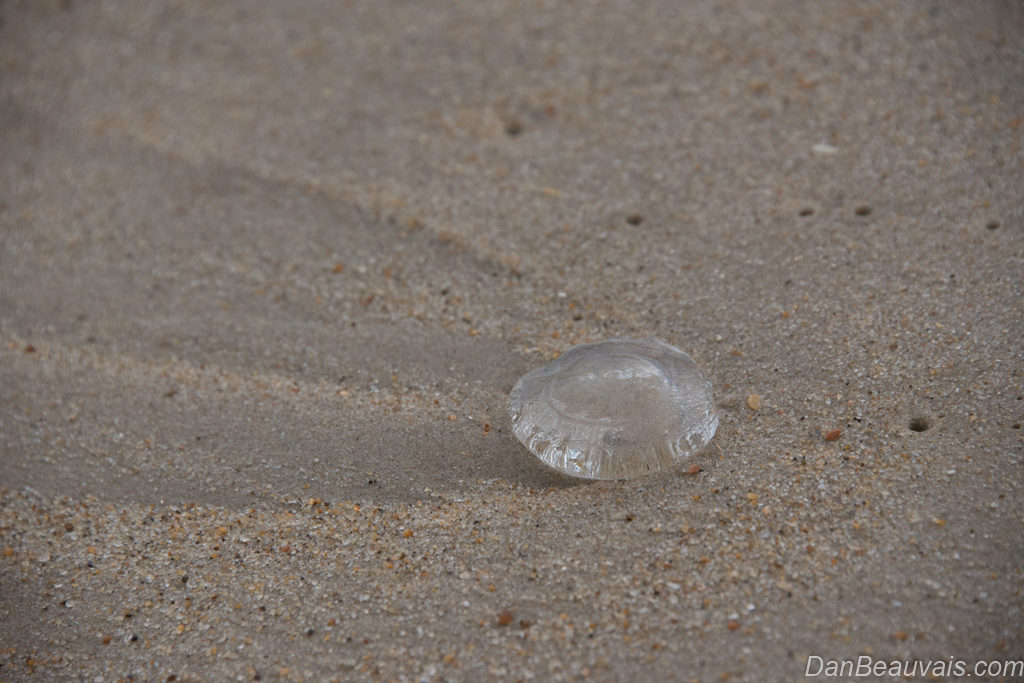 Jellyfish on the sand, unprocessed image.