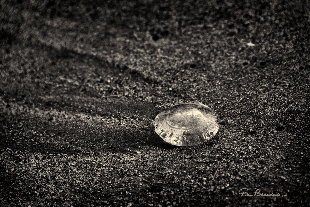 A common jellyfish in sand